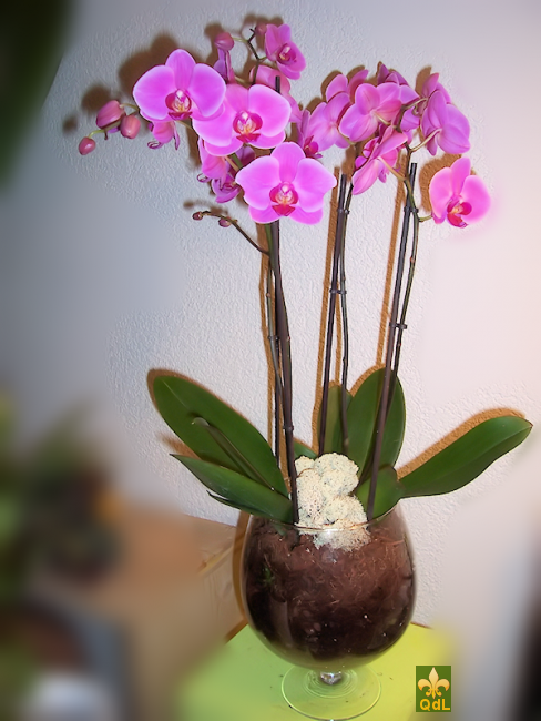 Plante de Phalaenopsis dans vase transparent 